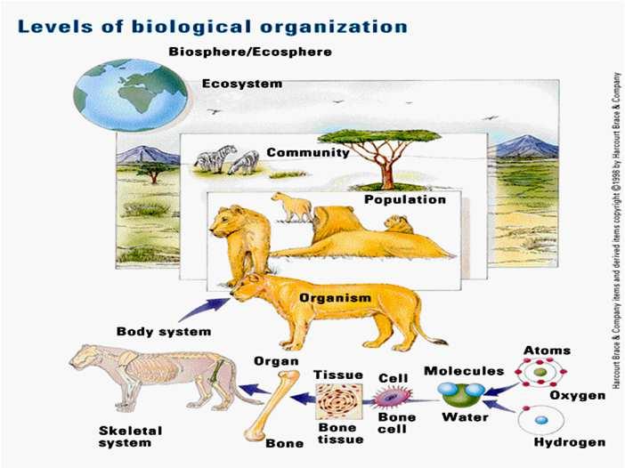 organisms and their
