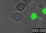 Probing Cell Function: Calcium indicators Tumoral target B cells are co-cultured with fura-2 probed T lymphocytes.