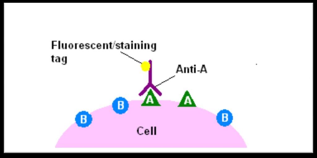 Immuno staining: fluorescent antibodies Immunostaining refers to the process of detecting antigens in cells of a tissue section by exploiting the principle of antibodies binding specifically to