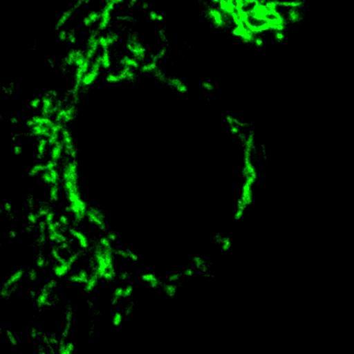 This method allows to generate living cells with intracellular fluorescent