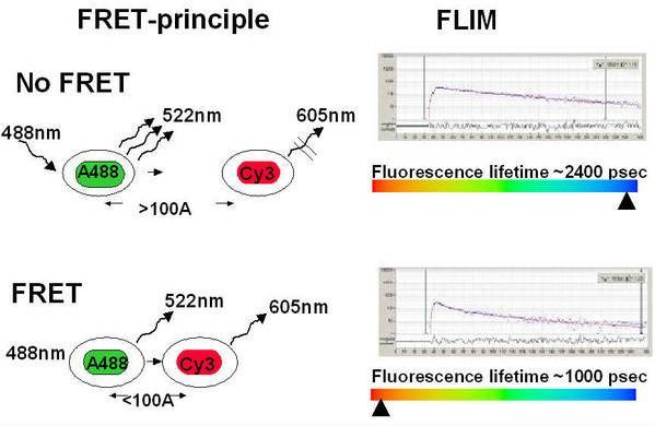 FLIM/FRET FLIM (Fluorescence Lifetime Imaging Microscopy) is a powerful technique to measure protein-protein interactions, and is based on the FRET (Forster Resonant Energy Transfert) principle, as