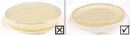 Figure 2 Prepare Positive Control Plates (Use aseptic techniques) The K 12 Agar stab provided with this kit is a bacteria sample that has been specifically selected as the most innocuous materials.