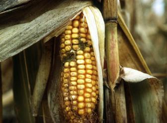 What is Aflatoxin?