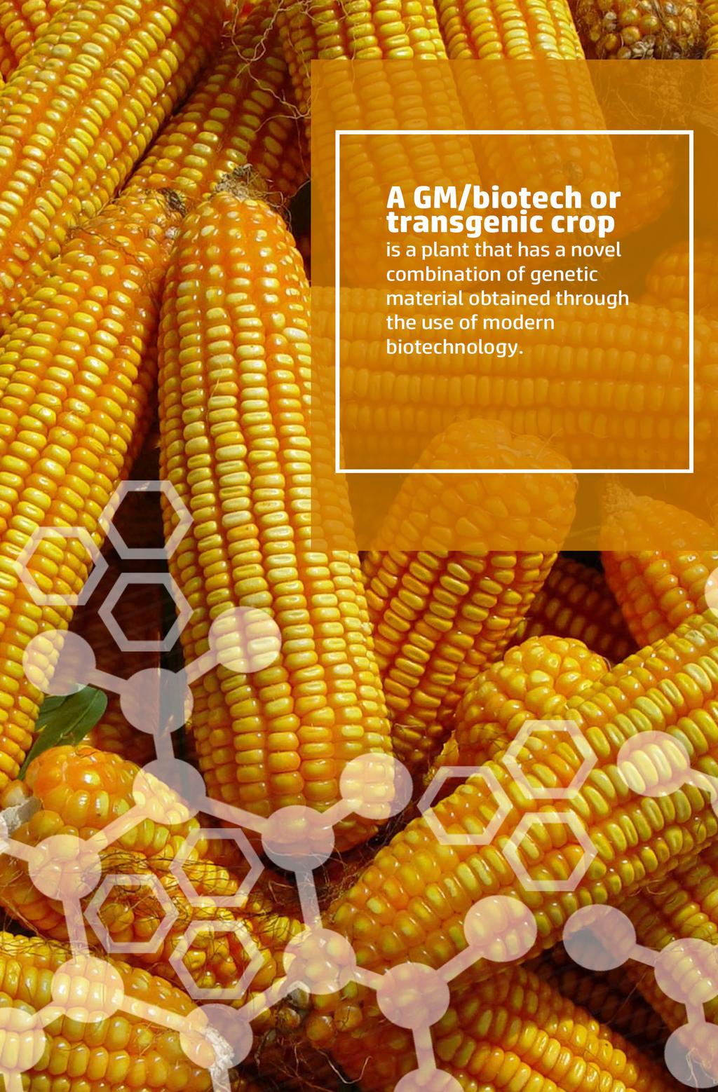 WHAT IS A GM/BIOTECH CROP? A GM/biotech or transgenic crop is a plant that has a novel combination of genetic material obtained through the use of modern biotechnology.