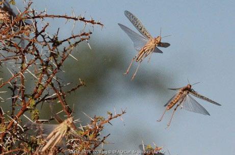 Support to the rehabilitation of the Desert Locust Monitoring and Control Centre (DLMCC) in Yemen Donor: Office of U.S. Foreign Disaster Assistance (OFDA) Partners: Ministry of Agriculture and