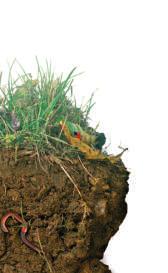Some animals, such as moles, burrow in soil. Bacteria, fungi, and insects can live in soil.