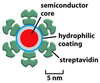 Figure 9-16a Molecular Biology of the Cell ( Garland Science 2008) Quantum dots: quantum dots are typically composed of semiconductor cores such as cadmium selenide,