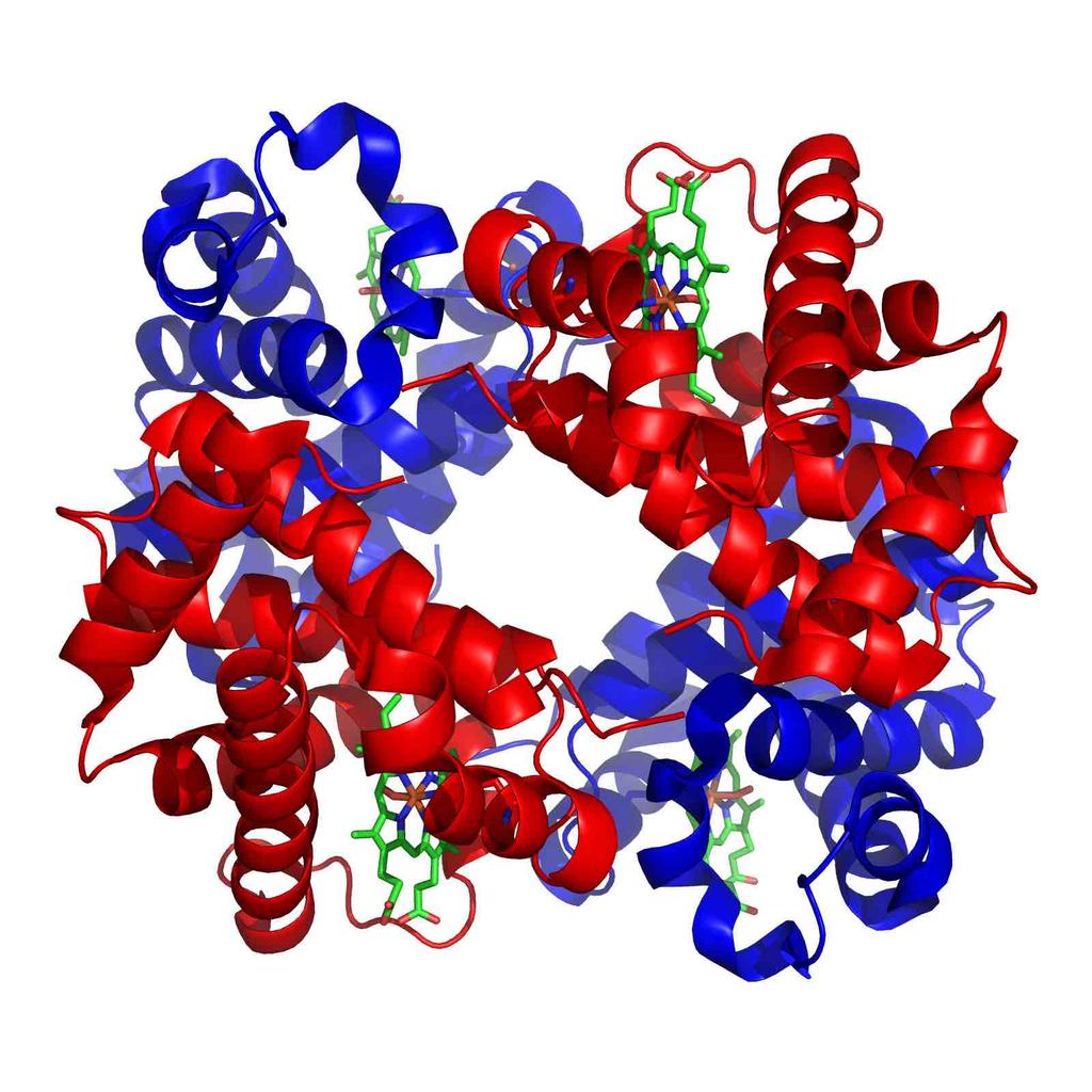 structure and function of a protein HIV-1 RT
