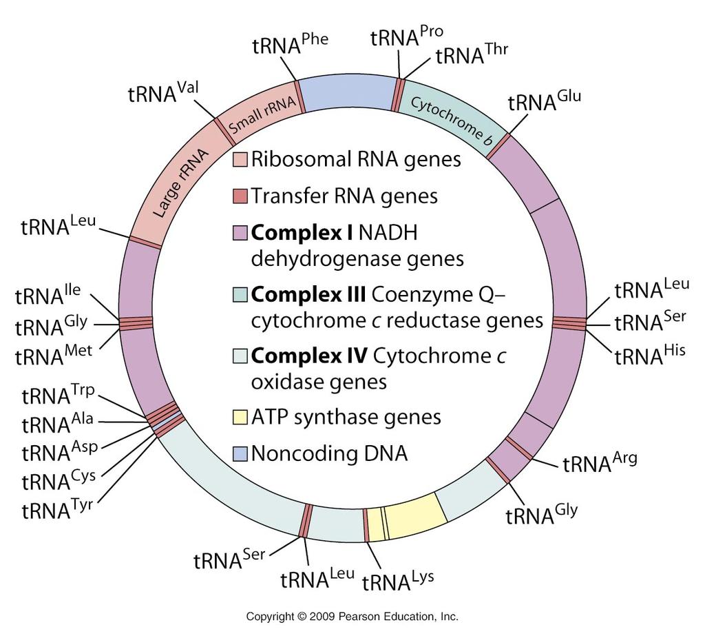 Structure of the Human Genome Mitochondria also have genomes Human mt genome: circular 16569 bp 13 protein-coding genes 12S and 16S rrna genes 22 trna genes