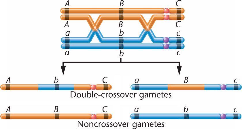 Mendelian Genetics Recombination Rates Recombination (usually) occurs only between homologous chromosomes.