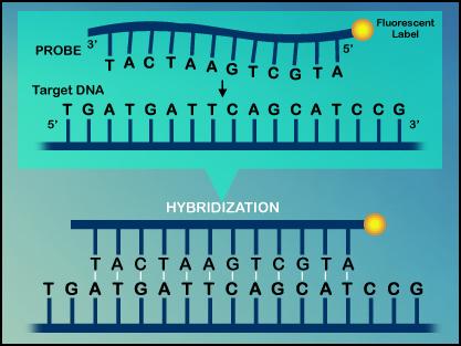 Nucleic Acid Structure Base pairing allows complementary strands to hybridize Hybridization occurs spontaneously between complementary ssdna under physiological conditions.