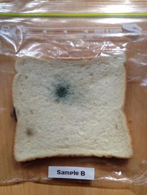 The student set up the investigation by placing three slices of bread in clear bags and labelling them Sample A, B, and
