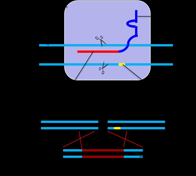 3. The donor DNA sequence ("knock In"): For genomic modification application, a double strand repair DNA is required after the Cas9 creates the double stranded breaks at desired genomic loci.