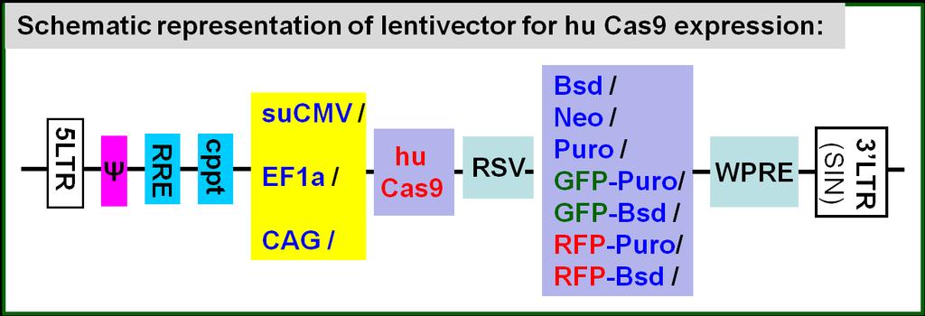 grna vector (without cas9 cassette). Note: GenTarget provide Service to construct your target specific grna lentivectors and their ready-to-use grna lentivirus.