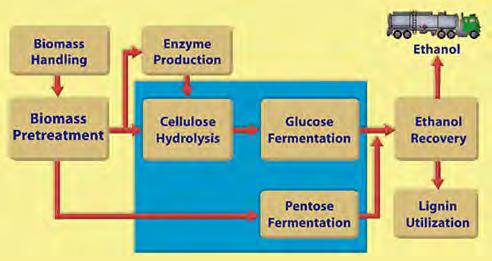 Fermentation Based Cellulosic Ethanol Process Pretreatment phase, to make the lignocellulosic material such as wood or straw amenable to hydrolysis Cellulose hydrolysis (cellulolysis), to break down