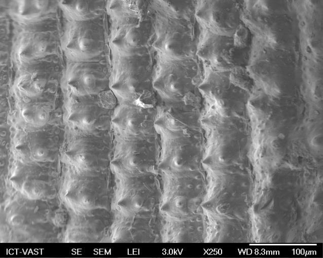 Scanning Electron Microscope (SEM) image The SEM image of raw rice husk with