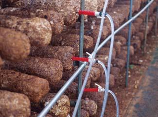 Shiitake growing house for sawdust bag cultivation. MushWorld website. available at http://kr.mushworld.com:1507/tech/view.asp?