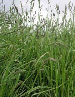 Development in grasses Phalaris: winter