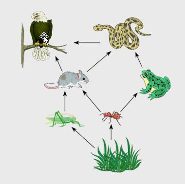 4) In the food web, if the population of grasshoppers increased, what would be a result? A. The population of rabbits would decrease B. The population of lizards would decrease C.