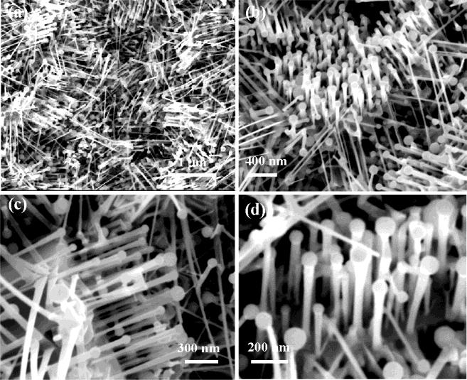 Figure 5. Typical morphology of the as-synthesized nanorods and nanobelts after 60 min of growth at 1150 C. (a) Aligned ZnO nanorods and side-branched nanobelts on microrods.