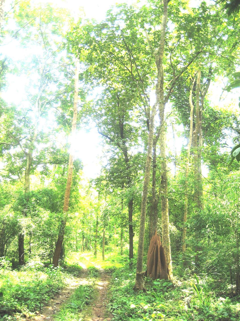 G Goovveerrnnm meen ntt ooff M Maahhaarraasshhttrraa The Working Plan of Bhandara Forest Division (Nagpur Circle)