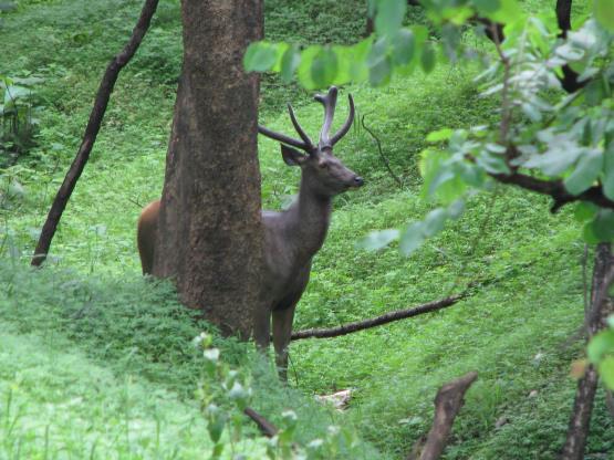 Sambar and Cheetal are found in the forest, specially in the areas adjoining Nagzira C.