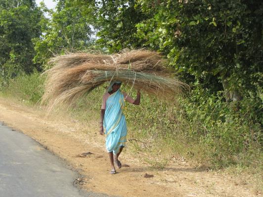 The demand for grass is local. For fodder Marvel, Sheda, Paunia and Mushan are preferred. Some villagers also collect Broom grass (Jhadu gavat). Broom grass may be propagated in the suitable areas.