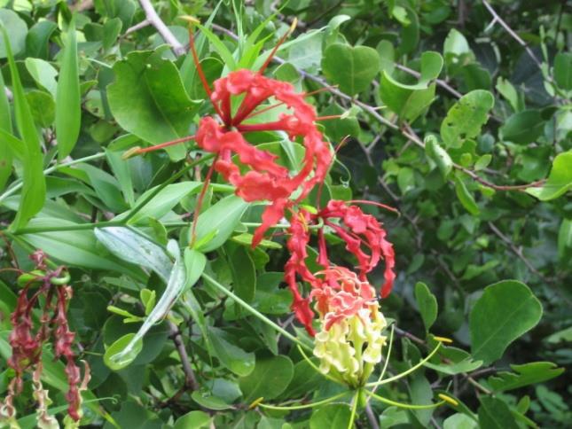 Hypoxidaceae Kadlawi (Gloriosa
