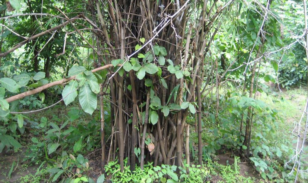 also set by local villagers to facilitate movements in the forest for the collection of Mahua flowers, gum and other forest produce and to get new flush of grasses.