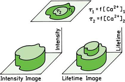 FLIM Fluorescence Lifetime Imaging is an imaging technique for producing an image based on the differences in the exponential decay rate of fluorophores.