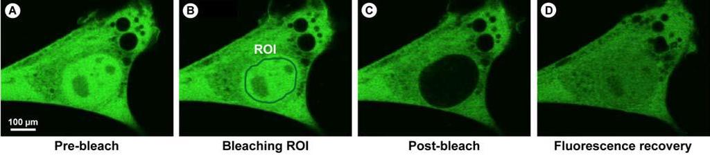FRAP: monomeric GFP can pass the nuclear membrane (A) Myoblast cell line is homogenously expressing GFP-Myosin III (B) Region of interest