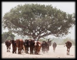 Walloon region (Belgium) Action Against Desertification programme: Example: Key achievements in Burkina Faso