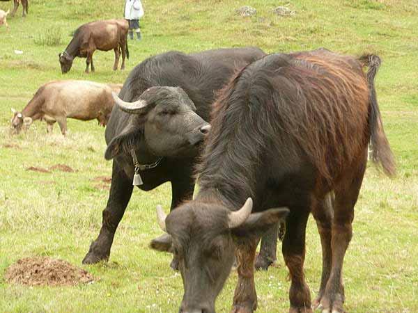 Example: Rescue of the Buffaloes in Transcarpathia Buffalos have been a part of the agricultural scenery in the Danubian basin and the southern Carpathians for thousands of years.