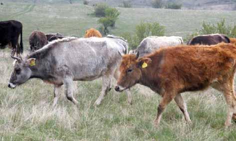 Example: Crossborder co-ordination in the Balkans: The Busha Cattle Autochthonous livestock breeds in the Balkans developed well adapted to the local