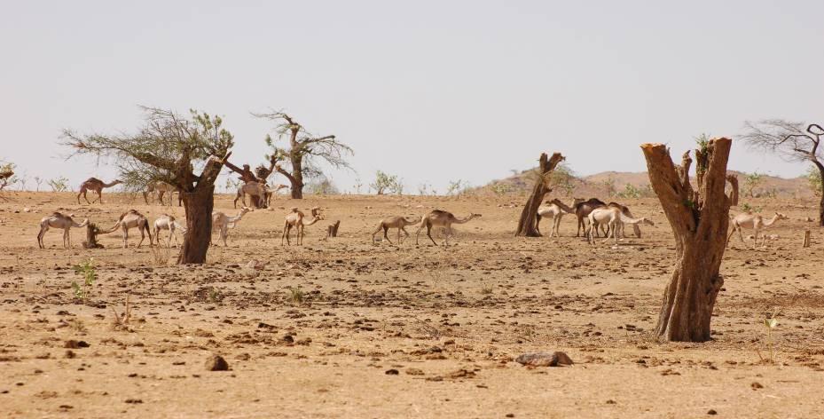 Detailed findings - The impact of conflict on the environment The direct impacts from armed conflict were limited Some targeted natural resource destruction (forests in Darfur) The indirect