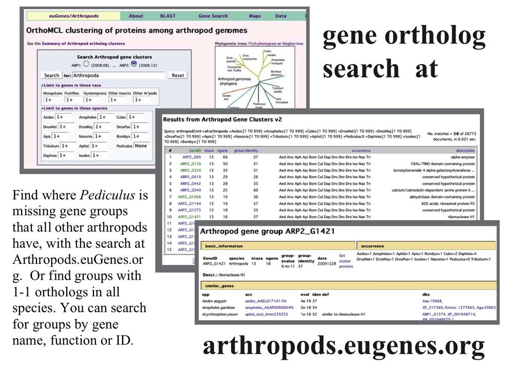 Arthropods/euGenes database New in progress.