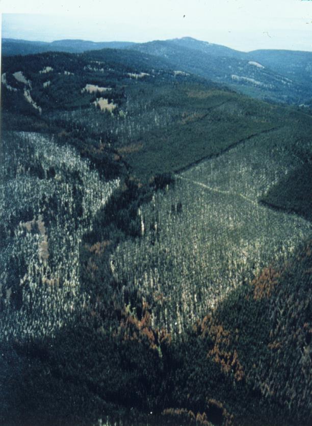 Thinning must be done at least two years before bark beetles