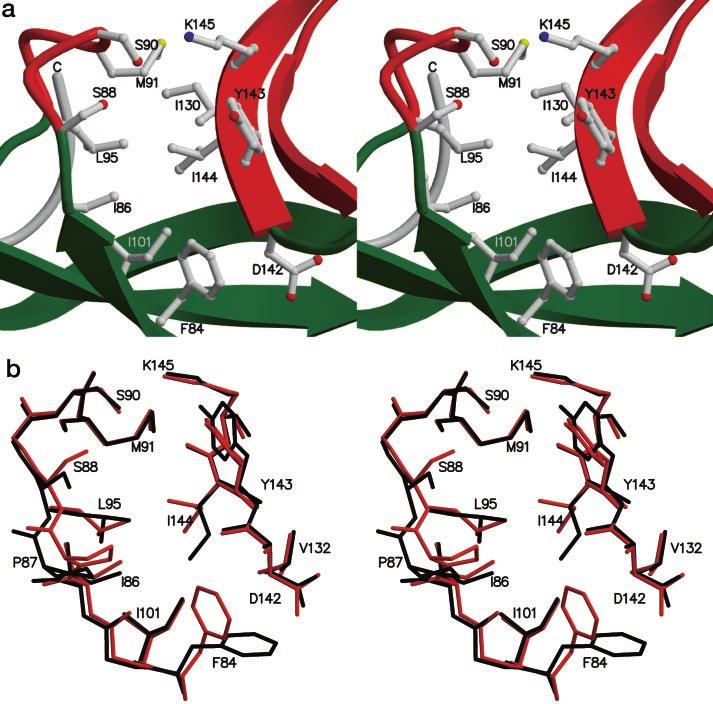Crystal Structure of E. coli Type I Signal Peptidase 9513 anism. We also present a structural comparison with other Ser/Lys proteases from the LexA family of proteases.