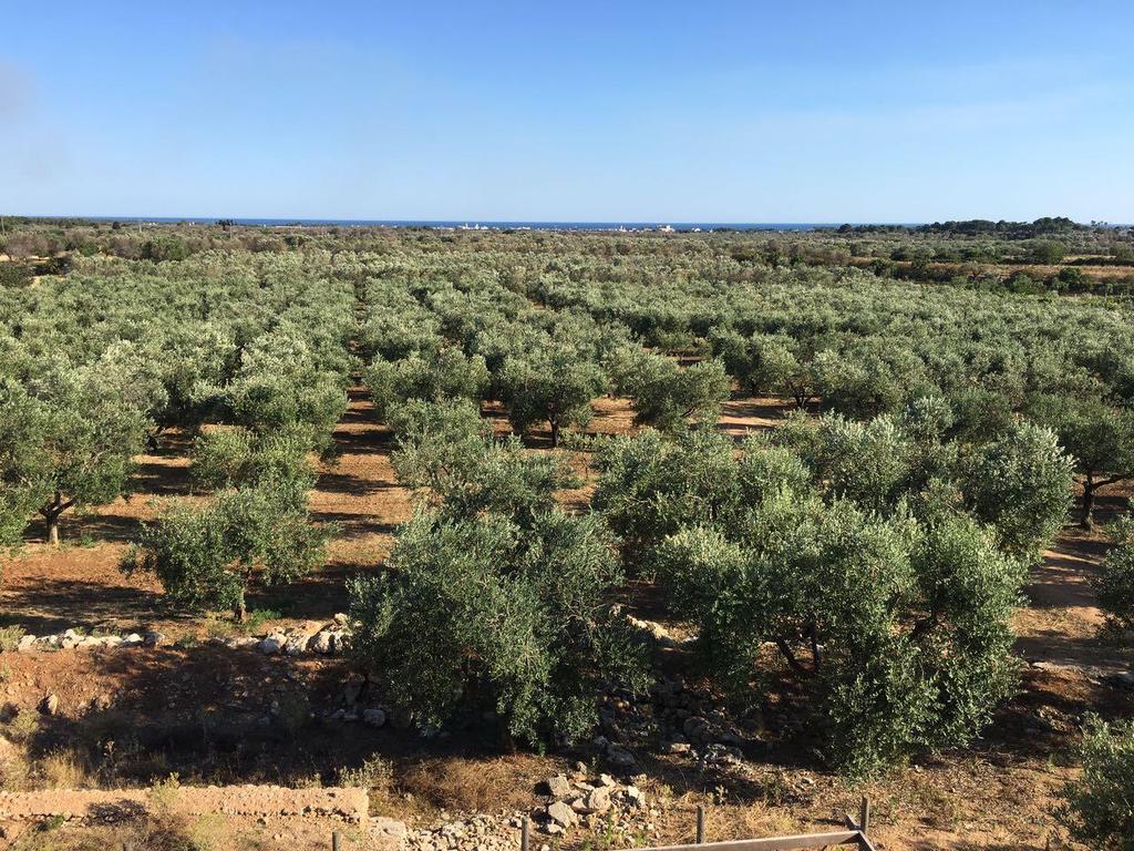 PLANTS/TREATMENT: 5 Trial C Infected ancient olive orchard Trial field The farmer implemented the best agricultural practice, with: - adequate control of the weeds; -