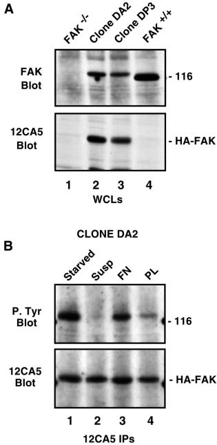 2680 D. J. Sieg, C. R. Hauck and D. D. Schlaepfer Fig. 1. Stable FAK re-expression promotes FAK / fibroblast morphology changes.