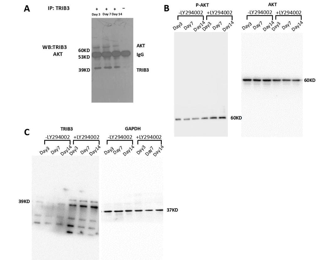 Figure S3 Figure S3: Immunoprecipitation and western blot analysis of protein expression.
