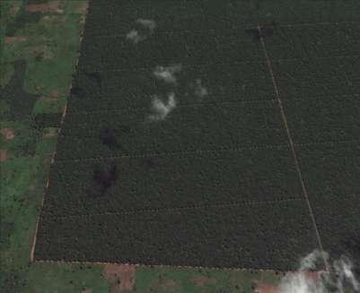 groves 1,1 million ha, medium and smallholders plantations