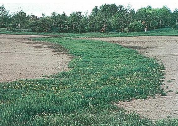 Sediment Conservation Cover Cover Crop Critical Area Planting Field Border & Filter Strip