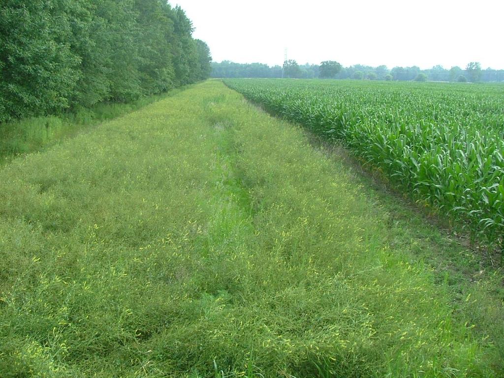 Field Border A strip of permanent vegetation established at the edge or around the perimeter of a field.