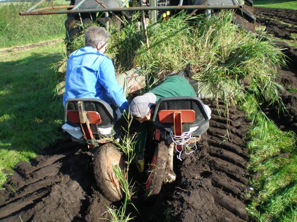 Planting reed on drained