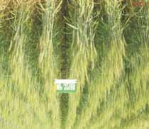 It has 42-45 q ha yield under limited irrigation, suitable for chapatti JW 3288: A aestivum wheat released by CVRC (August, 2010) for