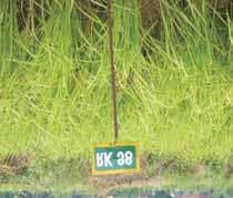 Suitable for sole and intercropping. Yield potential is 25 qha under rainfed conditions of Madhya Pradesh. DPS 9: It matures in 9500 days. Plants are 60 cm in height, compact ears, grain brown.