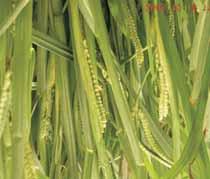 Pre-released varieties Wheat MP 3304: Early wheat tolerant to terminal heat suitable under late sown irrigated condition will be proposed for Identification in coming workshop of wheat (2011).