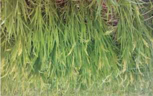 Problem- Low yield of paddy due to non adoption of System of Rice Intensification Technology Assessed - Intensification (SRI) System of Rice Two KVK namely