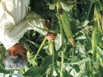 Varietal replacement of Maize variety JM-216 Problem: Low yield